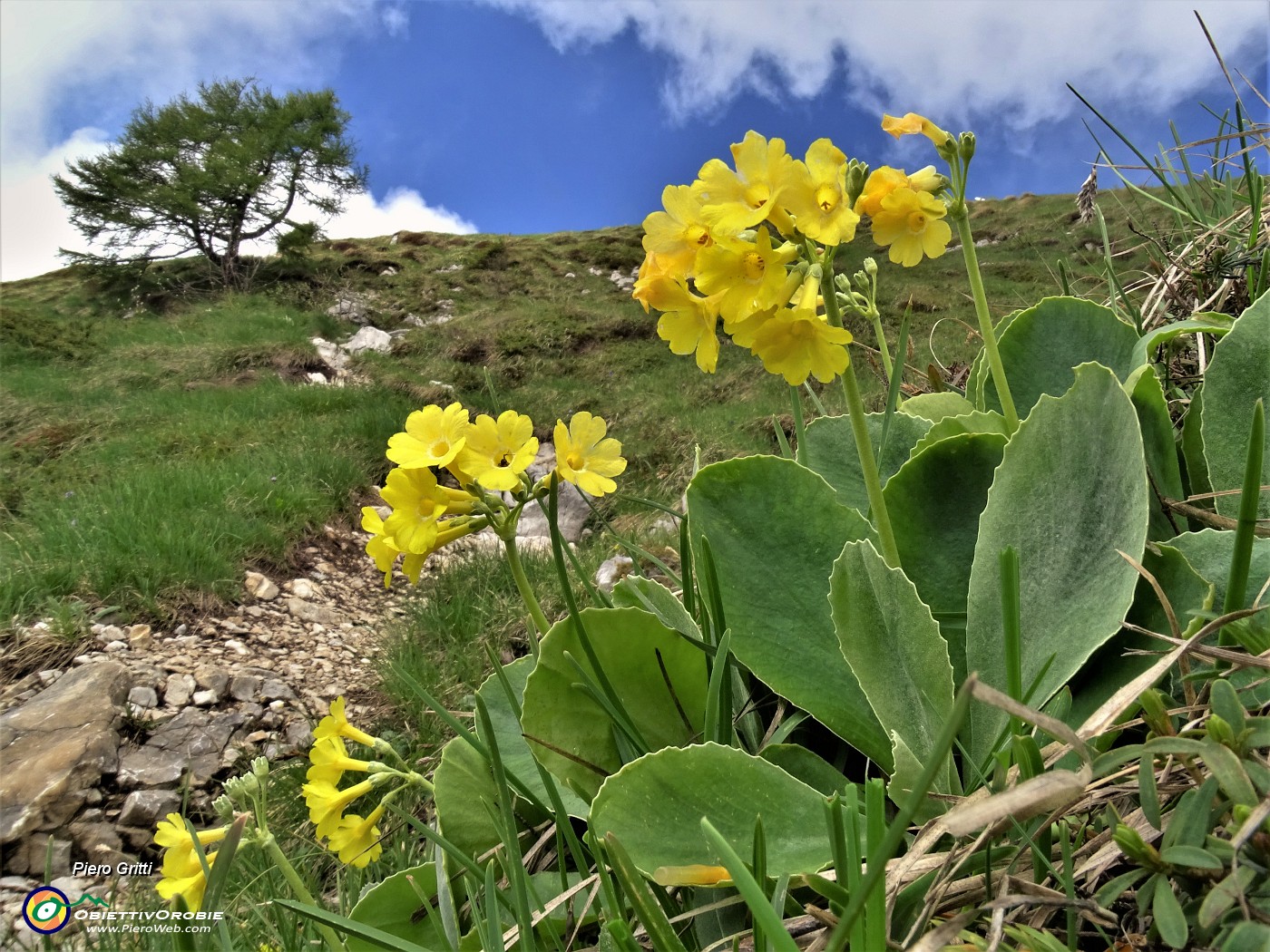 52 Primula auricula (Primula orecchia d'orso).JPG